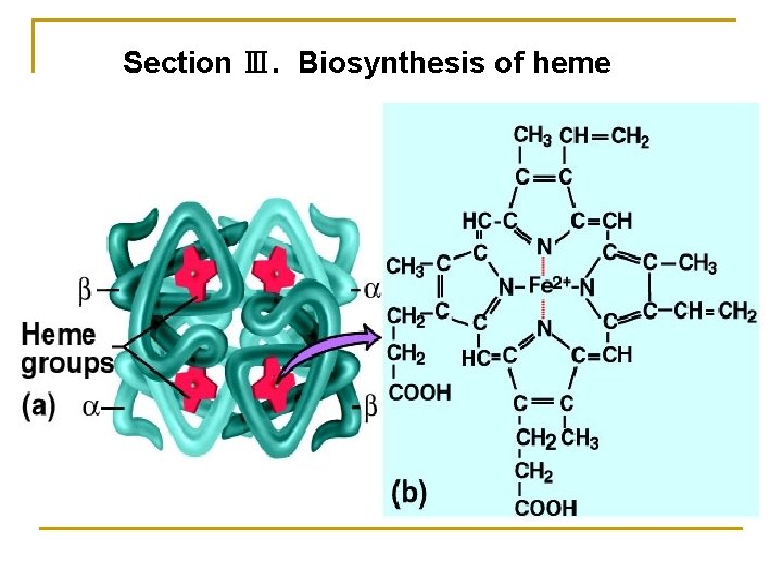 Section Ⅲ. Biosynthesis of heme 
