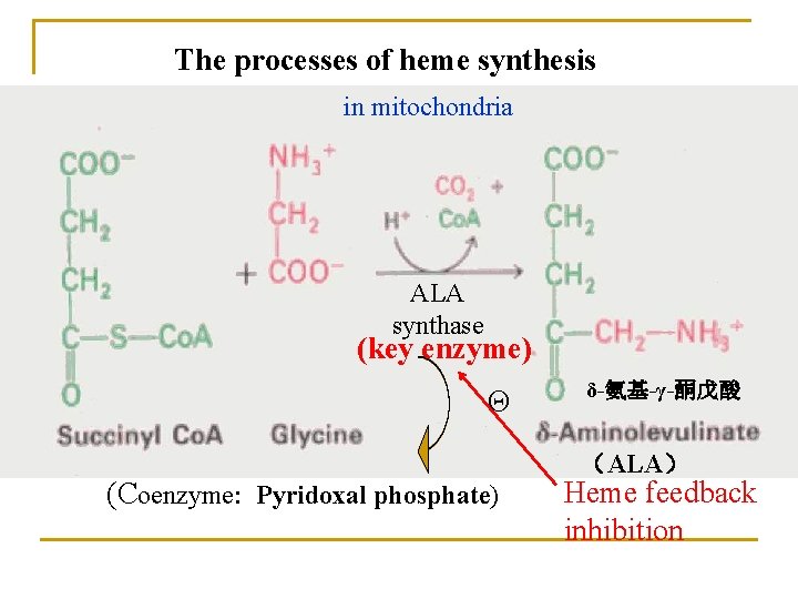 The processes of heme synthesis in mitochondria ALA synthase (key enzyme) Θ (Coenzyme: Pyridoxal