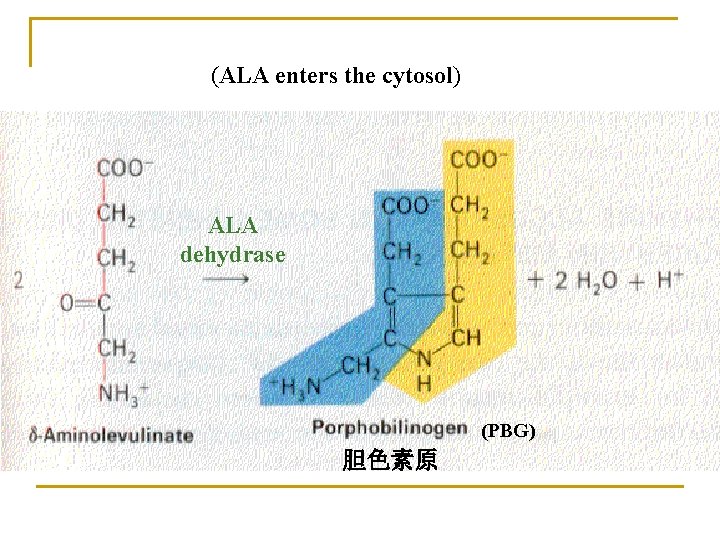 (ALA enters the cytosol) ALA dehydrase (PBG) 胆色素原 