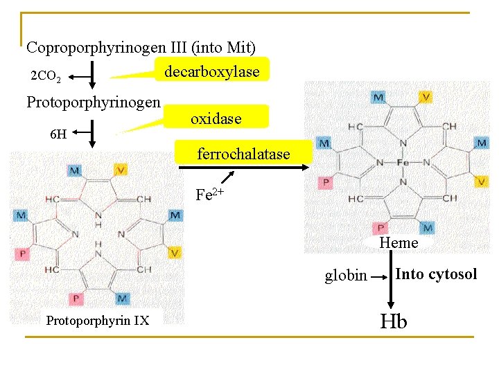 Coproporphyrinogen III (into Mit) decarboxylase 2 CO 2 Protoporphyrinogen 6 H oxidase ferrochalatase Fe