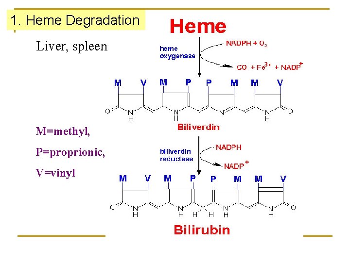 1. Heme Degradation Liver, spleen M=methyl, P=proprionic, V=vinyl 