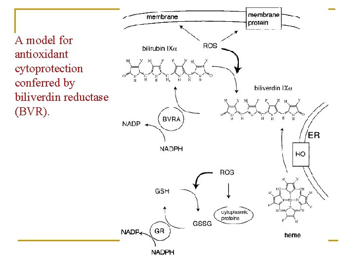 A model for antioxidant cytoprotection conferred by biliverdin reductase (BVR). 