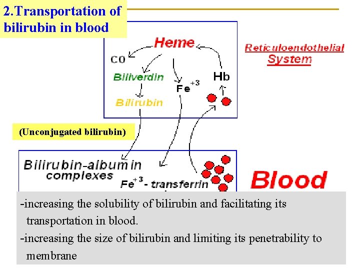 2. Transportation of bilirubin in blood (Unconjugated bilirubin) -increasing the solubility of bilirubin and