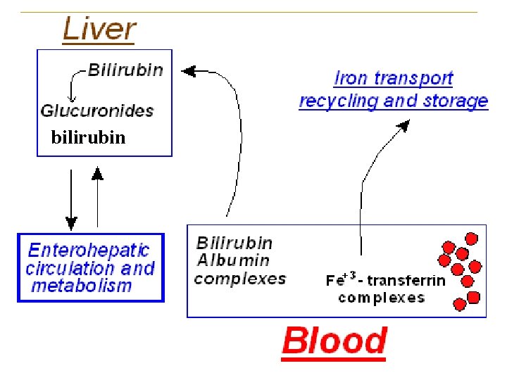 bilirubin 