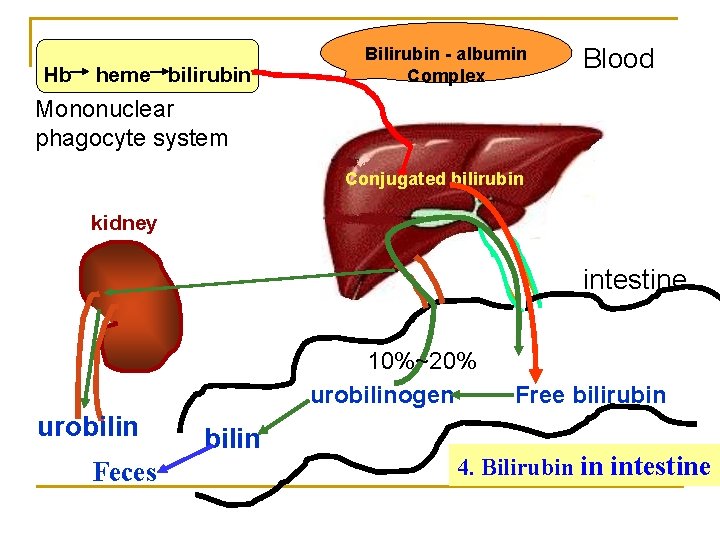 Hb heme bilirubin Bilirubin - albumin Complex Blood Mononuclear phagocyte system Conjugated bilirubin kidney
