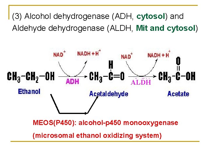 (3) Alcohol dehydrogenase (ADH, cytosol) and Aldehyde dehydrogenase (ALDH, Mit and cytosol) ALDH MEOS(P