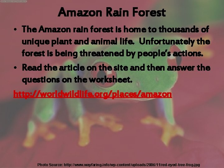 Amazon Rain Forest • The Amazon rain forest is home to thousands of unique