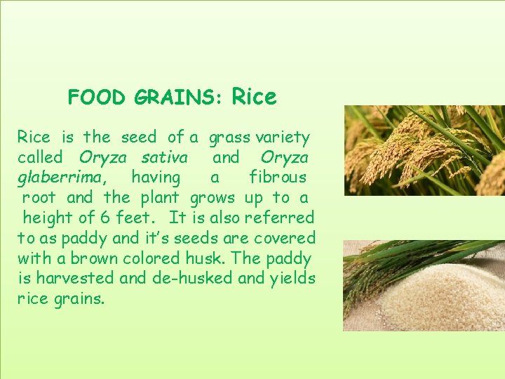 FOOD GRAINS: Rice is the seed of a grass variety called Oryza sativa and
