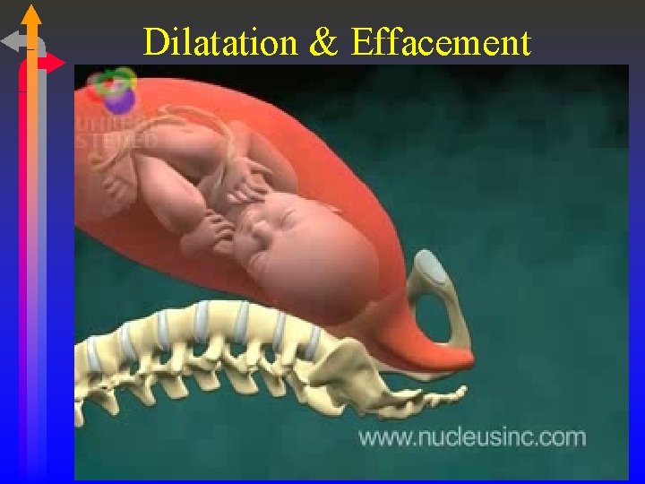 Dilatation & Effacement 