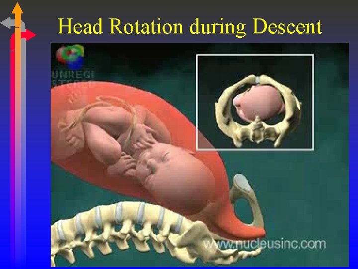 Head Rotation during Descent 