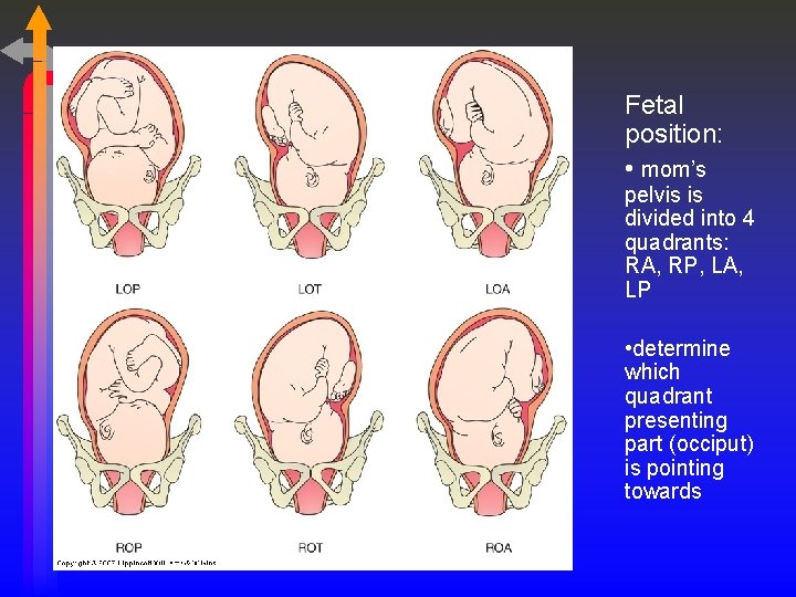 Fetal position: • mom’s pelvis is divided into 4 quadrants: RA, RP, LA, LP