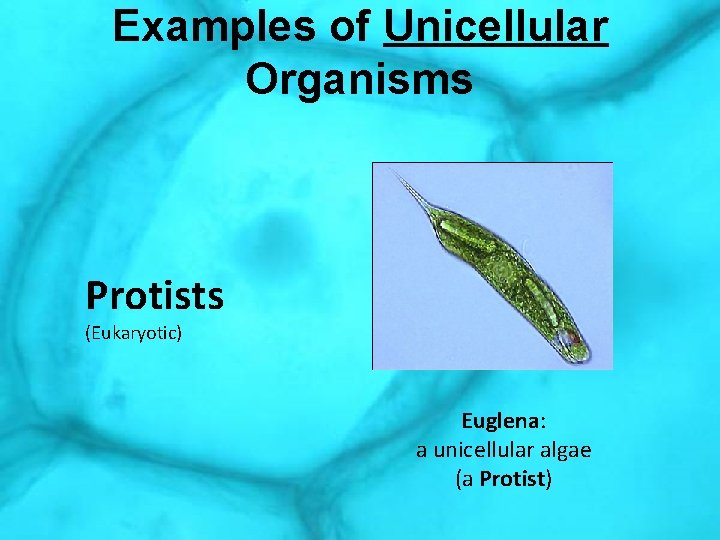 Examples of Unicellular Organisms Protists (Eukaryotic) Euglena: a unicellular algae (a Protist) 