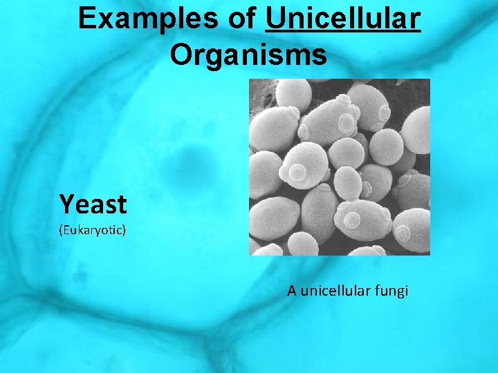 Examples of Unicellular Organisms Yeast (Eukaryotic) A unicellular fungi 