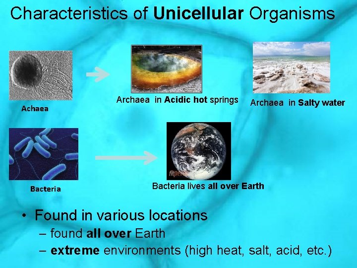 Characteristics of Unicellular Organisms Achaea Bacteria Archaea in Acidic hot springs Archaea in Salty