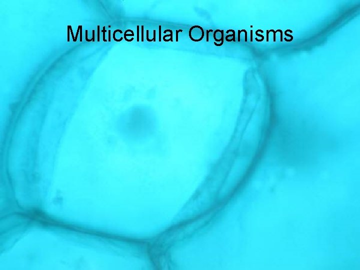Multicellular Organisms 