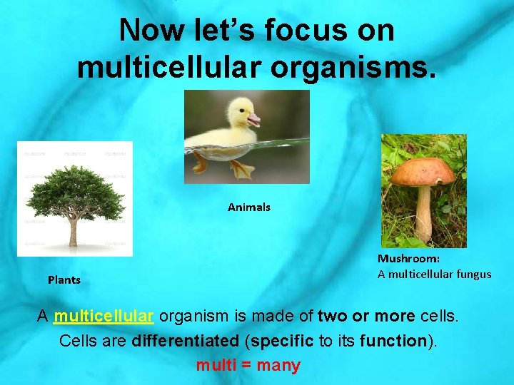 Now let’s focus on multicellular organisms. Animals Plants Mushroom: A multicellular fungus A multicellular