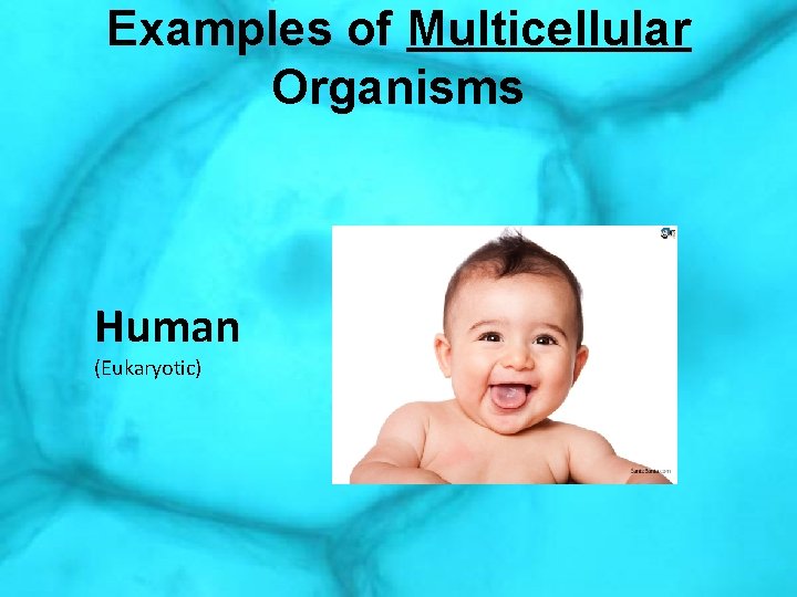 Examples of Multicellular Organisms Human (Eukaryotic) 