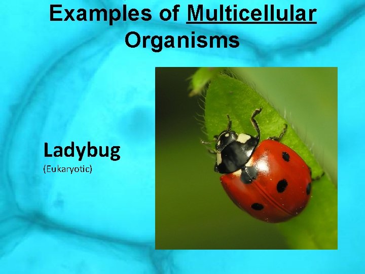 Examples of Multicellular Organisms Ladybug (Eukaryotic) 