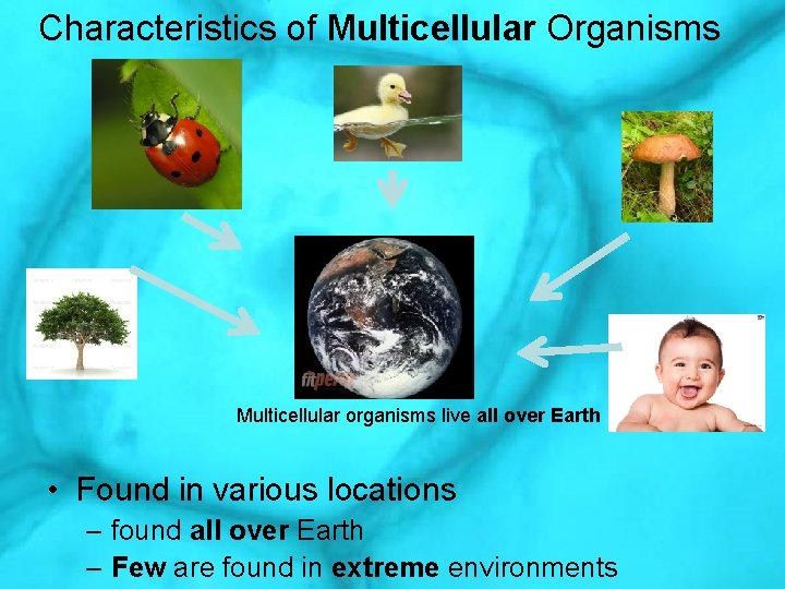 Characteristics of Multicellular Organisms Multicellular organisms live all over Earth • Found in various