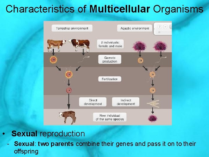 Characteristics of Multicellular Organisms • Sexual reproduction - Sexual: two parents combine their genes