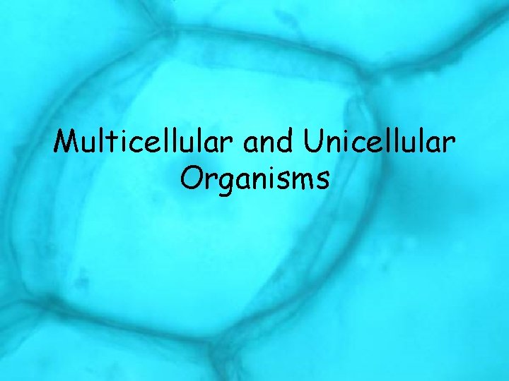 Multicellular and Unicellular Organisms 