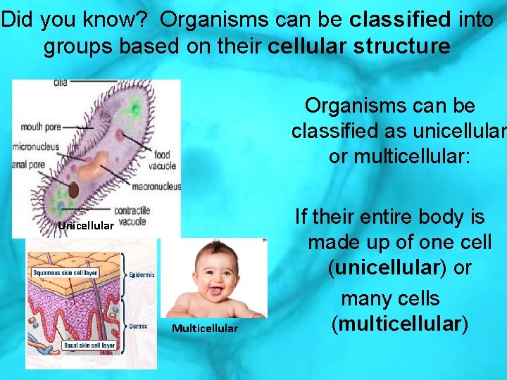 Did you know? Organisms can be classified into groups based on their cellular structure