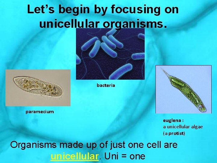 Let’s begin by focusing on unicellular organisms. bacteria paramecium euglena : a unicellular algae