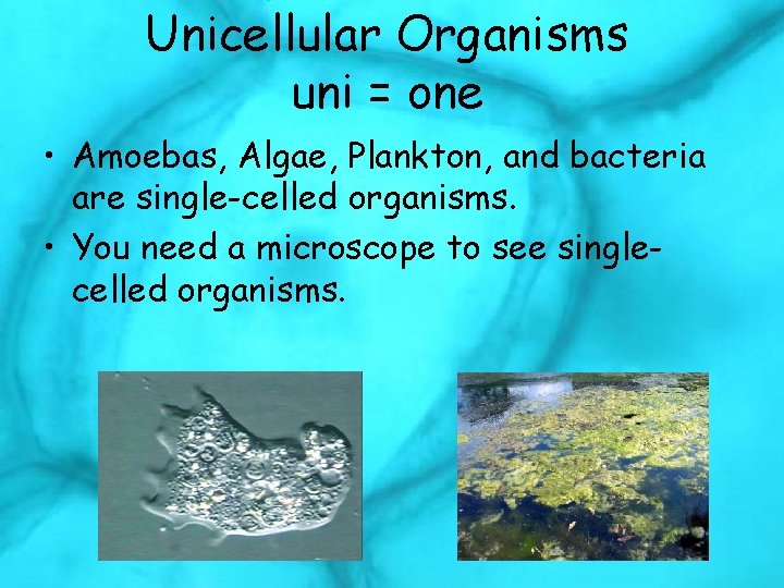Unicellular Organisms uni = one • Amoebas, Algae, Plankton, and bacteria are single-celled organisms.