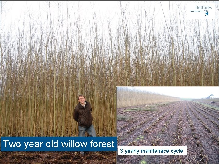 Two year old willow forest 3 yearly maintenace cycle 