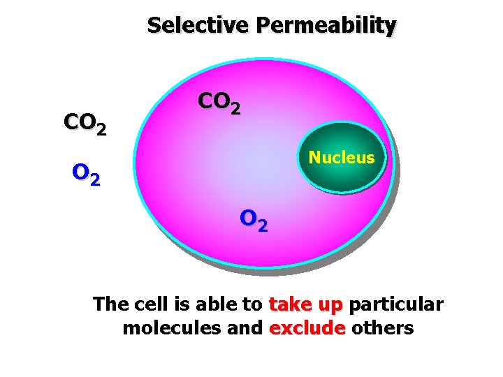 Selective Permeability CO 2 Nucleus O 2 The cell is able to take up
