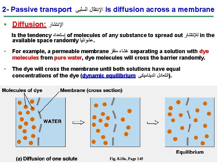 2 - Passive transport ﺍﻹﻧﺘﻘﺎﻝ ﺍﻟﺴﻠﺒﻰ is diffusion across a membrane • Diffusion: ﺍﻹﻧﺘﺸﺎﺭ