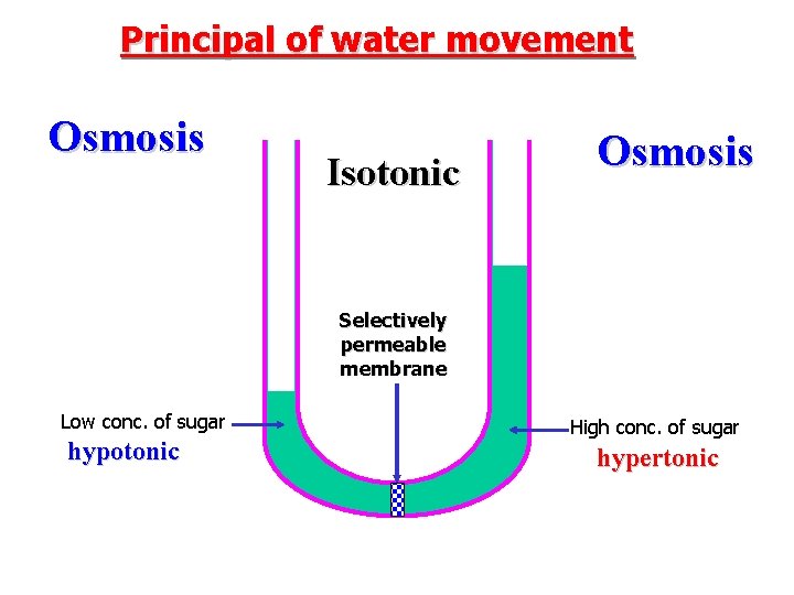 Principal of water movement Osmosis Isotonic Osmosis Selectively permeable membrane Low conc. of sugar
