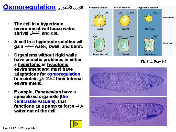 Osmoregulation ﺍﻟﺘﻮﺍﺯﻥ ﺍﻷﺴﻤﻮﺯﻯ • The cell in a hypertonic environment will loose water, shrivel