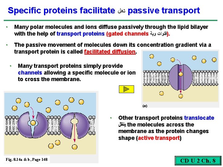 Specific proteins facilitate ﺗﻫﻞ passive transport • Many polar molecules and ions diffuse passively