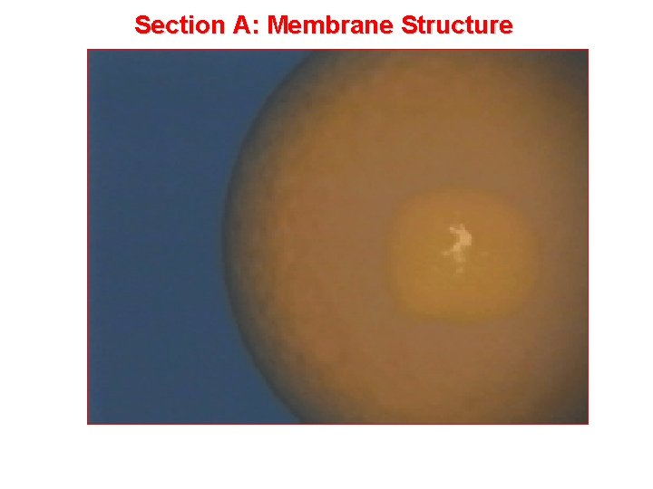 Section A: Membrane Structure 