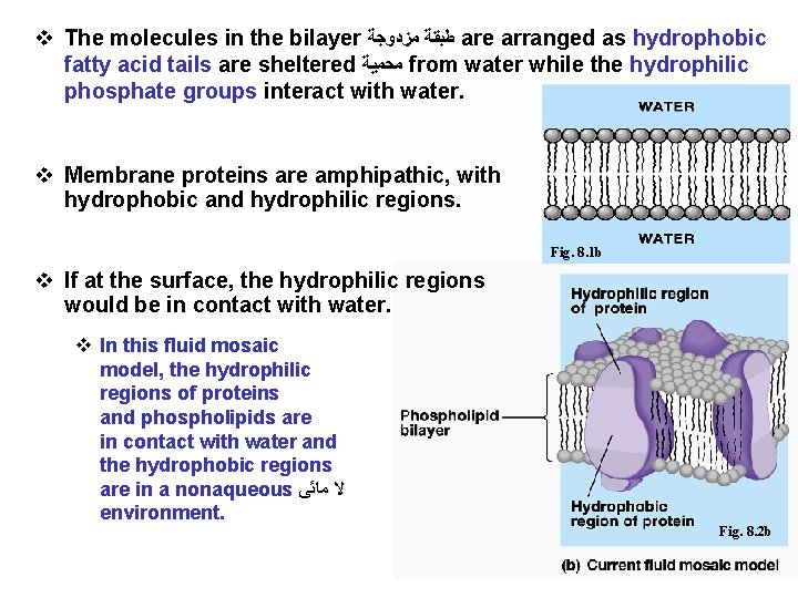 v The molecules in the bilayer ﻃﺒﻘﺔ ﻣﺰﺩﻭﺟﺔ are arranged as hydrophobic fatty acid