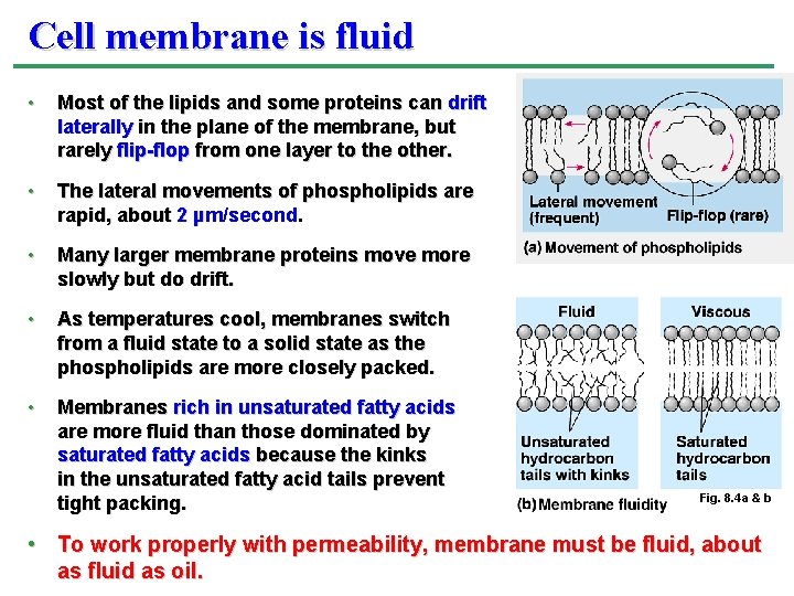 Cell membrane is fluid • Most of the lipids and some proteins can drift