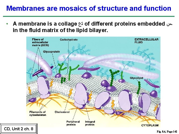 Membranes are mosaics of structure and function • A membrane is a collage ﺗﻉ