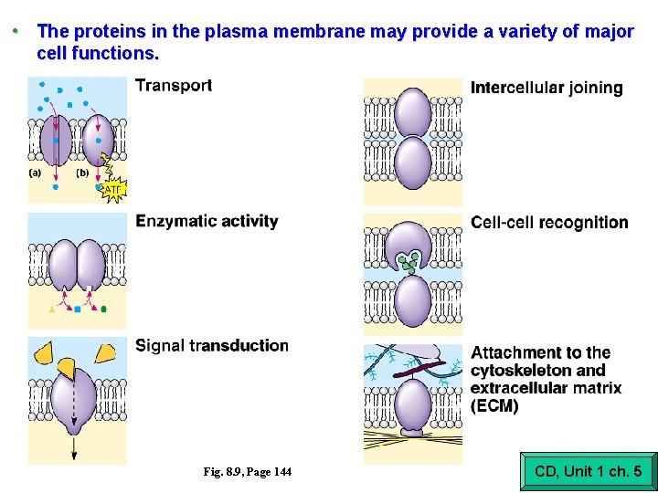  • The proteins in the plasma membrane may provide a variety of major