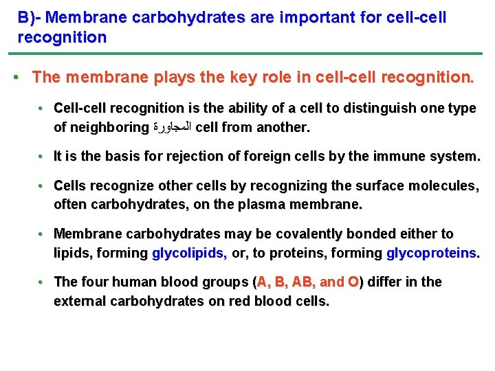 B)- Membrane carbohydrates are important for cell-cell recognition • The membrane plays the key