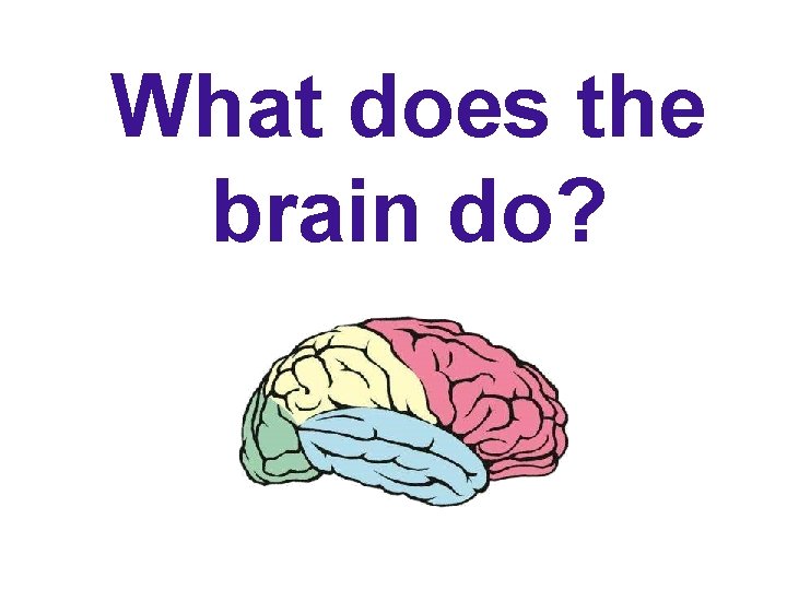 What does the brain do? 