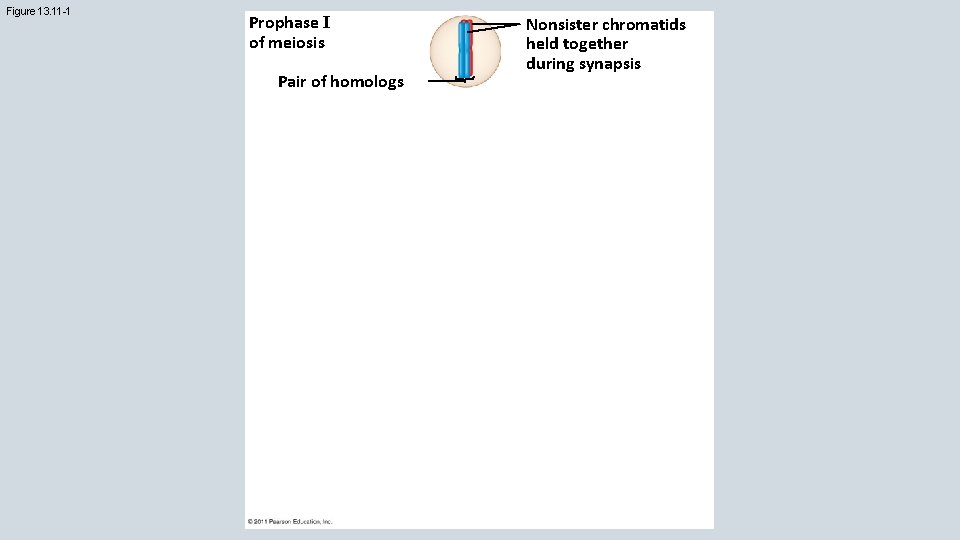 Figure 13. 11 -1 Prophase I of meiosis Pair of homologs Nonsister chromatids held