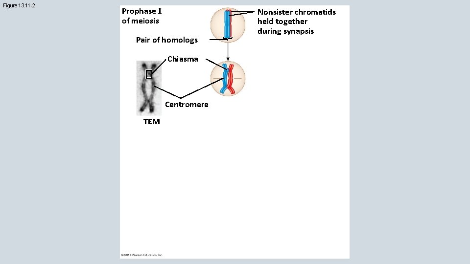 Figure 13. 11 -2 Prophase I of meiosis Pair of homologs Chiasma Centromere TEM