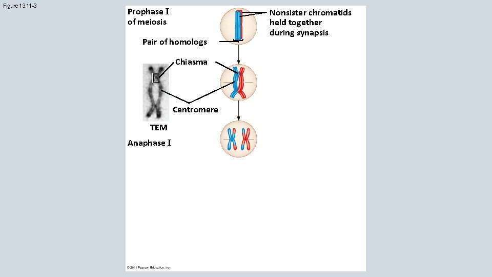 Figure 13. 11 -3 Prophase I of meiosis Pair of homologs Chiasma Centromere TEM