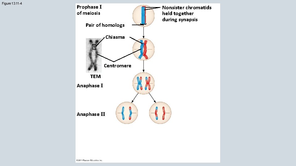 Figure 13. 11 -4 Prophase I of meiosis Pair of homologs Chiasma Centromere TEM