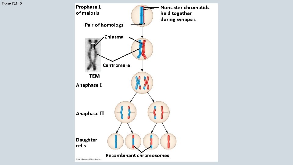 Figure 13. 11 -5 Prophase I of meiosis Pair of homologs Nonsister chromatids held