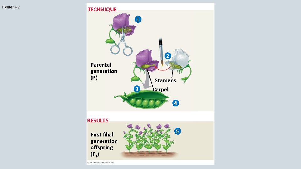 Figure 14. 2 TECHNIQUE 1 2 Parental generation (P) 3 Stamens Carpel 4 RESULTS