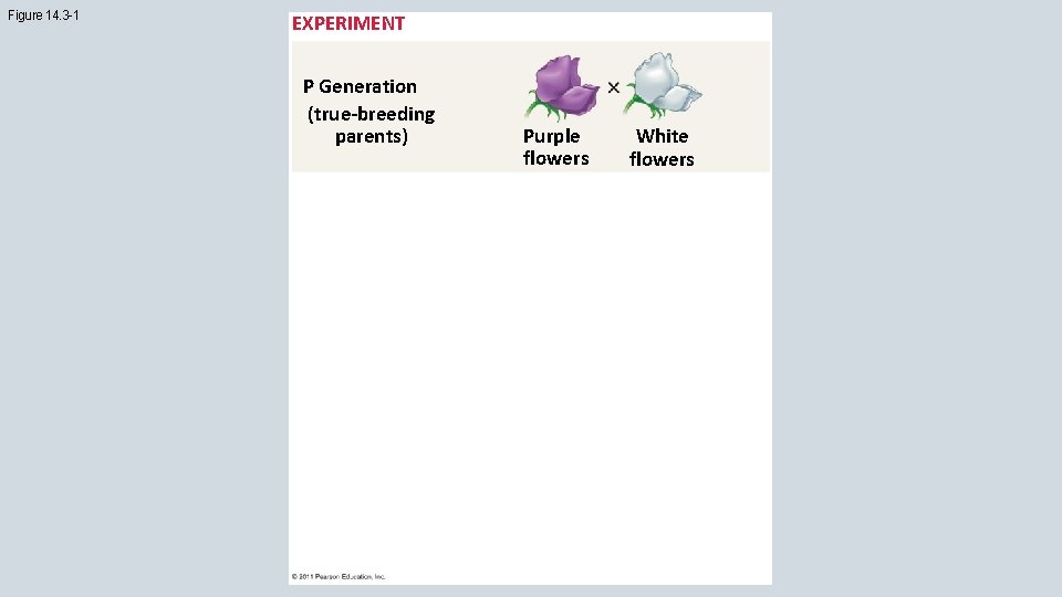 Figure 14. 3 -1 EXPERIMENT P Generation (true-breeding parents) Purple flowers White flowers 