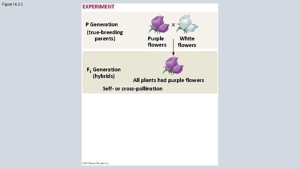 Figure 14. 3 -2 EXPERIMENT P Generation (true-breeding parents) F 1 Generation (hybrids) Purple