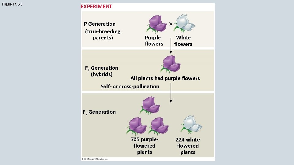 Figure 14. 3 -3 EXPERIMENT P Generation (true-breeding parents) Purple flowers White flowers F